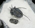 Devil Horn Cyphaspis Trilobite With Friend #5185-1